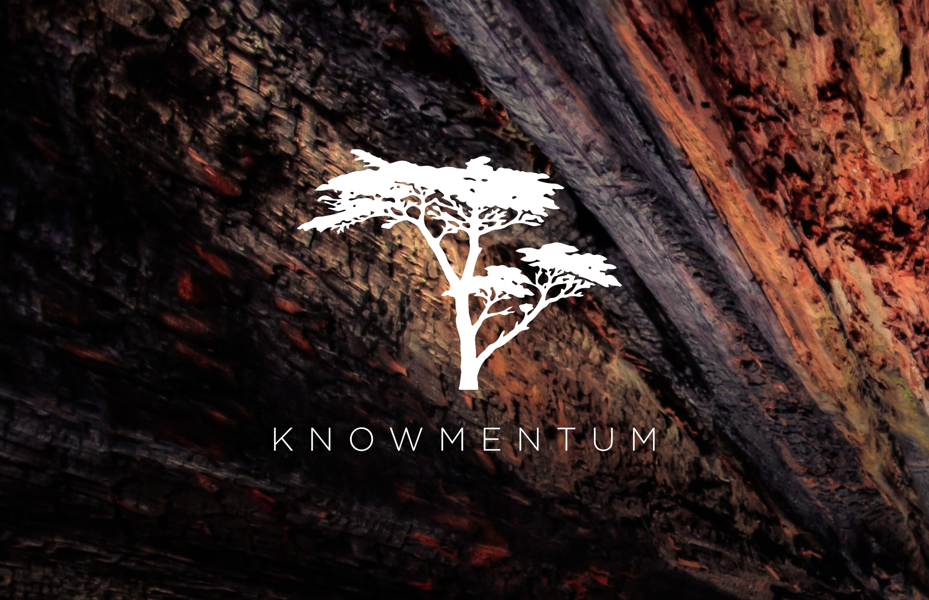 Knowmentum brand teaser, a white acacia tree silhouette over textured red rock